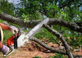 Best Stump Grinding and Removal  in Campbelltown, PA